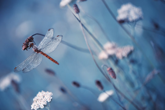 Beautiful nature scene with dragonfly
