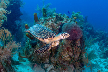 Naklejka na ściany i meble Small Hawksbill Sea Turtle on a Tropical Coral Reef