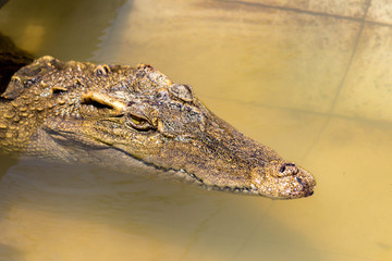 Крокодил