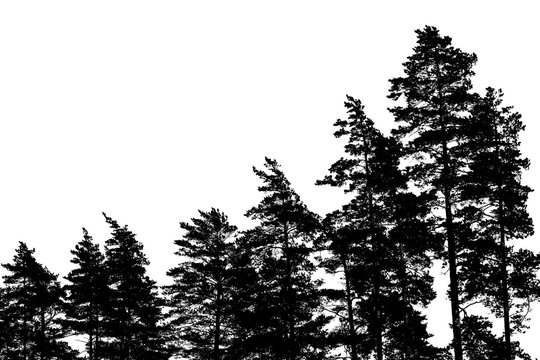 Pine tree silhouettes isolated on white