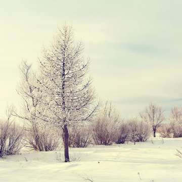 scenic winter landscape