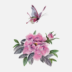 Watercolor flower and butterfly illustration. Isolated peony flower and butterfly.