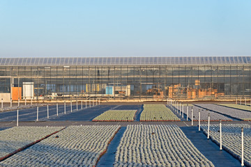 Hoarfrost on young bedding plants in front of a greenhouse on a