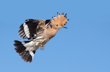Hoopoe in swift flight