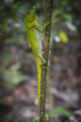 Green chameleon at tree branch in Singharaja Forest in Sri Lanka