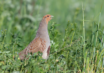 Grey partridge singing in the grass
