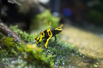 Yellow-banded poison dart frog or bumblebee poison frog (Dendrobates leucomelas)