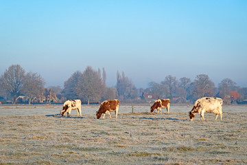 Obraz premium 4 cows on a field with grass covered with hoarfrost during a fr