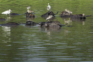 Wild landscape at morning time. Udawalawe National Park in Sri L