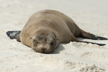 Lazy Galapagos Sea Lion, Gardner Bay, Galapagos