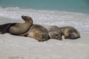 Naklejka premium Group of Galapagos Sea Lions