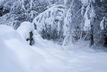Fototapeta na wymiar A landscape image of deep snow in a forest near Nethybridge, Badenoch and Strathspey, Scotland