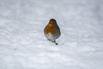 A winter landscape image of a lone centrally situated European Robin.
