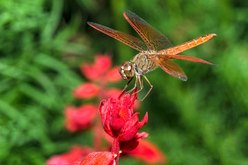 Dragonfly on red flower closeup.