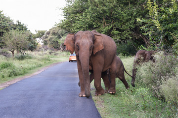 Fototapeta na wymiar Wild Asian elephant female and baby, Indian wild life Corbett National Park, Indian elephant family crossing road