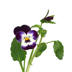 Fleurs de Viola cornuta
