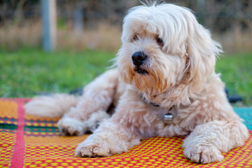 Dog on the mat.