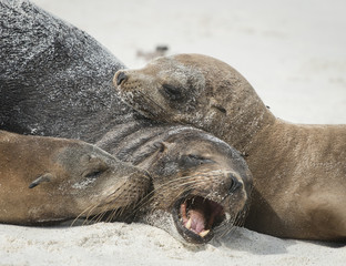 Obraz premium Galapagos Sea Lion Pals