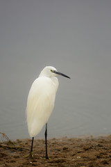 Garzetta (Egretta garzetta) - ritratto
