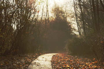 winter morning path to the woods illuminated by the sun