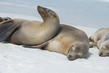 Sea Lion Duo, Galapagos