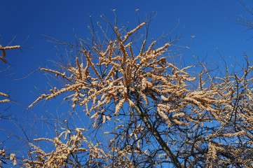 Orange berries on the branches of a tree in winter buckthorn on