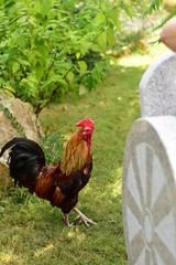 Петух гуляет по траве