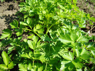 parsley kind of herbs