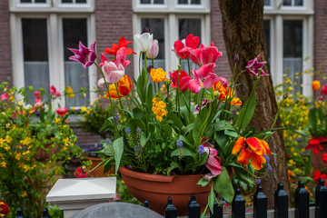 Bright flowers in the pot in Amsterdam, Netherlands