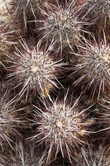 Cacti Cluster