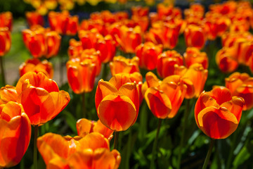 Fototapeta na wymiar Beautiful orange tulips