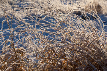 frost on the dry grass in the backlight