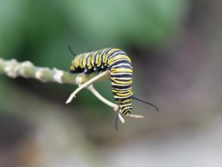 Monarch butterfly caterpillar on a twig