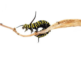 Monarch butterfly caterpillar on white background