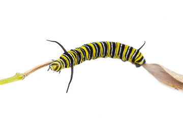 Monarch butterfly caterpillar on white background