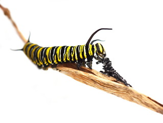 Monarch butterfly caterpillar on white background