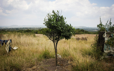Lone Tree