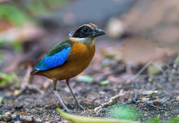 Blue-winged Pitta(Blue-winged Pitta),colorful bird standing on ground.
