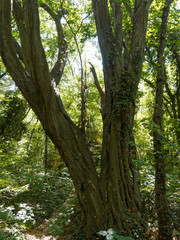 Picturesque tree in forest in summer