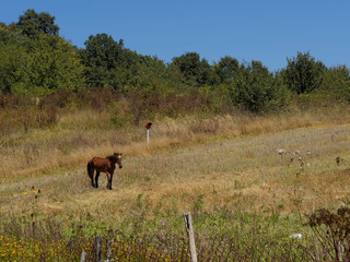 Horse on meadow in Bulgarian countryside