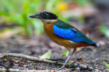 Blue-winged Pitta(Blue-winged Pitta),colorful bird standing on ground.