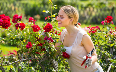 young female gardener caring roses .