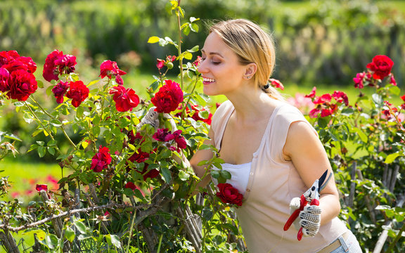 Young Female Gardener Caring Roses .