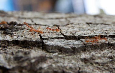 Ants on the tree