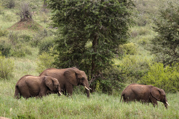El&eacute;phant d&rsquo;Afrique, Loxodonta africana, parc national de Tarangire, Tanzanie