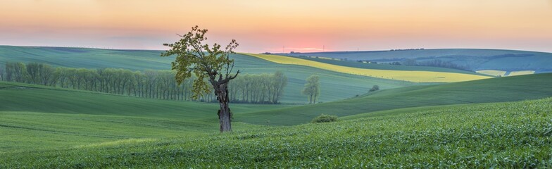 orange sunrise in panorama of fields with trees