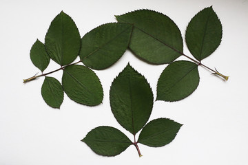 зеленые листья