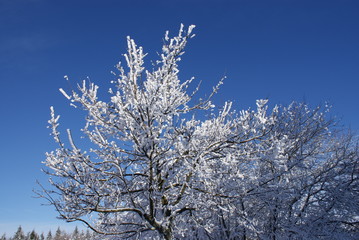 schneebedeckter Baum