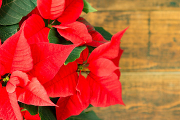 Beautiful red poinsettia