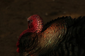 turkey - hindi